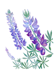Bush lupine watercolor art.