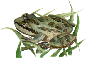 Chorus frog