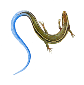 Western skink watercolor