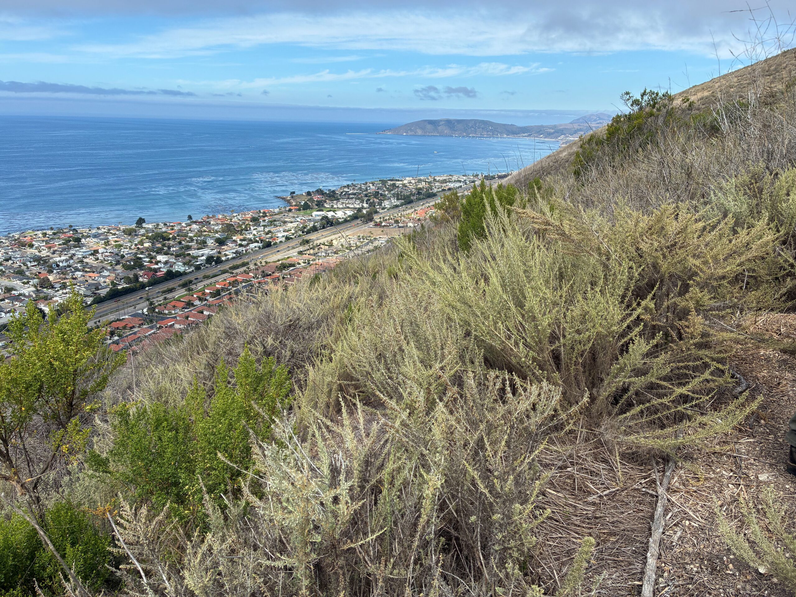 Pismo Preserve Seed Collection